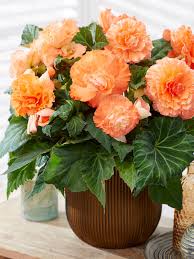 Image result for Begonia princeae