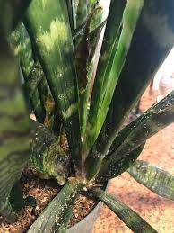 Snake plant might experience fungal problems, such as southern blight and red leaf spot. Do Snake Plants Get Bugs