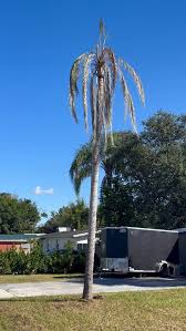 Image result for Crotalaria torrei