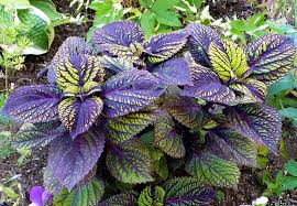 Fishnet stockings coleus' attractive serrated pointy leaves remain chartreuse in color with distinctive deep purple veins throughout the year. Photo Of The Entire Plant Of Coleus Coleus Scutellarioides Fishnet Stockings Posted By Hemnorth Garden Org