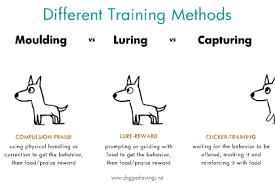 English Originals Maltese Dogs Dog Training Books Dog Training