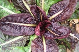 500 gr di radicchio di campo (verde). Immagini Stock Varieta Di Radicchio Variegato Nel Campo Radicchio Di Chioggia Image 91290175