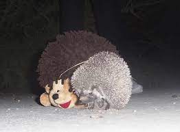 An Adorable Fuzzy Plush To Snurfle And Squeeze Hedgehog Plush Mini