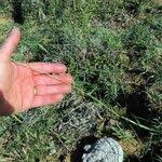 Image result for Digitaria ternata