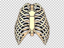 Learn how to draw rib cage pictures using these outlines or print just for coloring. Spare Ribs Barbecue Rib Cage Png Clipart Cartoon Skeleton Chest Dinosaur Skeleton Drawing Drawing Drawing Free