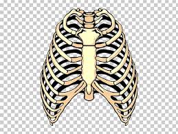 The rib cage is that part of the body that's a bit hidden and ideal for some cool rib cage tattoo designs that you may want to be if you are looking for a new tattoo, then why not try out a ribcage tattoo. Spare Ribs Barbecue Rib Cage Png Clipart Cartoon Skeleton Chest Dinosaur Skeleton Drawing Drawing Drawing Free