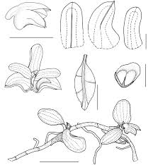 Image result for Stolzia