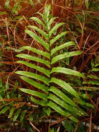 Image result for Blechnum australe