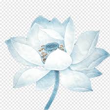 Where to order lotus flowers. Nelumbo Nucifera Lotus Effect Blue Lotus Blue Golden Lotus Flower Png Pngwing