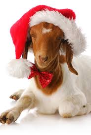 Christmas Goat Christmas Animals Pet Holiday Christmas Cats