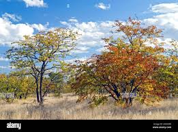 Image result for Colophospermum mopane
