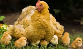 Maybe you would like to learn more about one of these? Siklus Daur Hidup Ayam Beserta Penjelasan Dan Gambar Riverspace