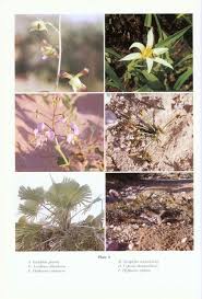 Image result for Aneilema petersii