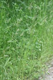 Image result for Anthoxanthum nivale