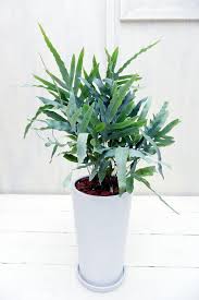 フレボディウム オーレウム ブルースター 希少種 サイズで選ぶ Mサイズ 観葉植物販売 Cocoha 福岡県糸島市