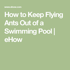 Learn how to control your ant problem before it gets out of hand. How To Keep Flying Ants Out Of A Swimming Pool Hunker Flying Ants Swimming Pools Pool
