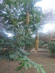 Image result for Millettia stuhlmannii