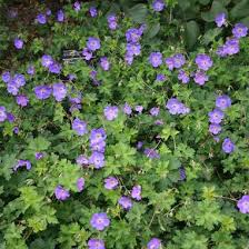 Be the first to review this product. Geranium Gerwat Rozanne Rozanne Geranium From Midwest Groundcovers