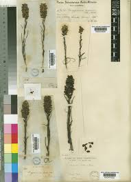 Image result for Corycium