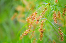 Image result for Cyperus haspan