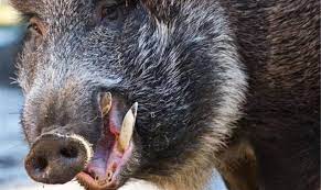 Wie Gefahrlich Ist Das Wildschwein