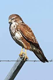 B bussard, v b bussard: Mausebussard Wikipedia