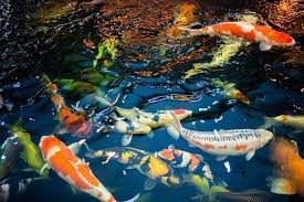 How much do your koi cost? How To Care For Koi Eggs The Right Way It S A Fish Thing