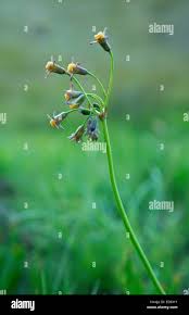 Image result for Tulbaghia acutiloba