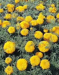 Image result for Tagetes erecta