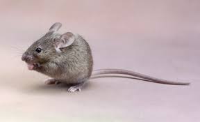 If you see one roach, there are usually many more that you're since roaches love wet, dark places to breed, keep bushes and plants trimmed at least a foot away from your home, to allow for more airflow around. Always Report A Mouse Or Cockroach At A Restaurant