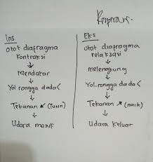 Bernapas berarti melakukan inspirasi dan ekspirasi secara bergantian, teratur, berirama dan terus menerus. Bagaimana Urutan Proses Inspirasi Dan Ekspirasi Pada Pernapasan Perut Terima Kasih Brainly Co Id