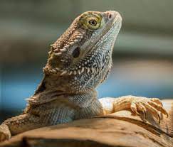 10 Facts About Caring For Bearded Dragons