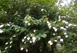 Image result for Mussaenda