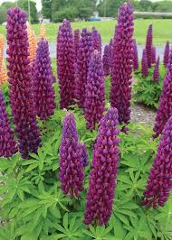 Pin On Tuin Beplanting