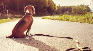 Many kids love their pets very deeply and some may not even remember a time in their life. Lost Dog Follow These Steps To Find Your Dog Now Tractive Blog