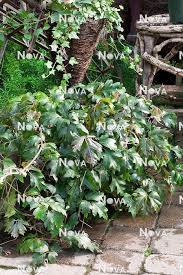 Image result for Rhoicissus rhomboidea