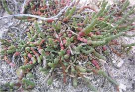 Image result for Halosarcia