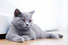 List of cat breeds - Wikipedia