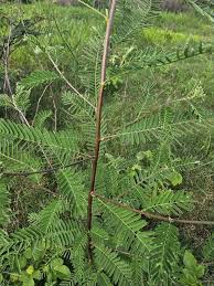 Image result for Sesbania sericea