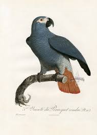 Antique c1845 print new holland parrot parakeet macaw cage bird cockatoo loriet. Jacques Barraband Antique Parrot Prints 1801