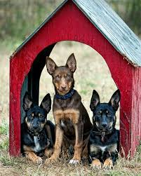 Black And Tan Australian Kelpie Lab Mix Australian Kelpie Puppies In The House Acd5480w Australian Kelpie Dog Breeds Beautiful Dogs