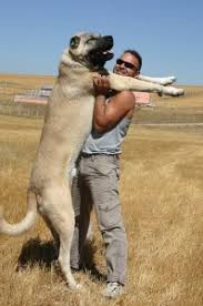 Kangal Kopeklerinin Ozellikleri Nelerdir Bilgiustam