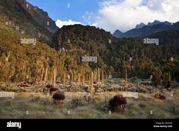 Image result for Callichilia bequaertii