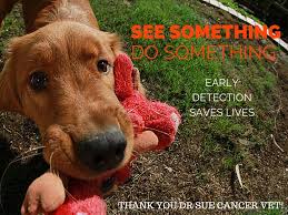 The human noble will recruit it during his origin quest, everyone else can recruit it in ostegar by finding the herb to save the dying warhounds. Save Tons At The Vet How To Keep Your Dog From Dying Of Cancer Pawcurious With Veterinarian And Author Dr V