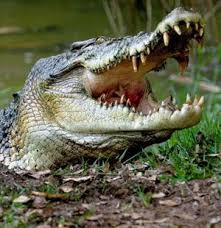 The Sydney Morning Herald Blogs Environment Crocodiles Reptiles And Amphibians Saltwater Crocodile