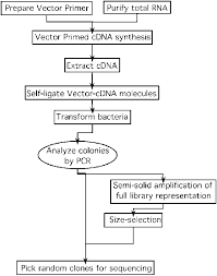 flow chart for cdna library construction and analysis