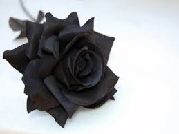 Maybe you would like to learn more about one of these? Blue Black Roses Do Black Roses Exist Do Blue Roses Exist