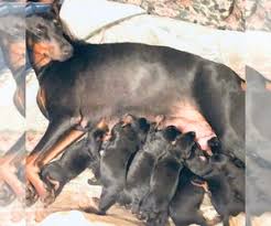 We own the sire and dam. View Ad Doberman Pinscher Litter Of Puppies For Sale Near North Carolina Summerfield Usa Adn 218916