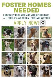Toronto Pet Rescue/Adoption Experiences
