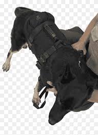Maybe you would like to learn more about one of these? Labrador Retriever Dog Breed Dobermann German Shepherd Leash Rescue Dog Harness Dog Like Mammal Dog Breed Dog Collar Png Pngwing